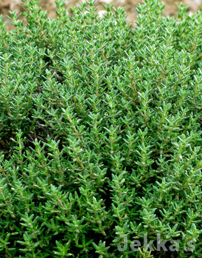 Jekka's: Compact Thyme (Thymus vulgaris 'Compactus')