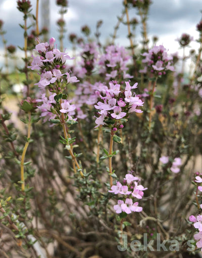 Jekkapedia: French Thyme