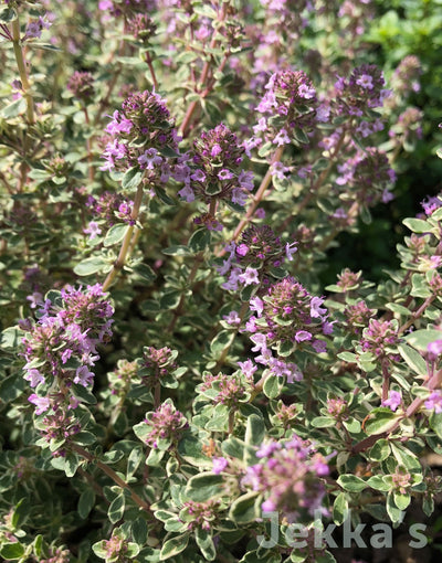 Jekka's: Silver Posie Thyme (Thymus 'Silver Posie')