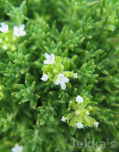 Jekka's: Compact White Thyme (Thymus vulgaris 'Snow White')