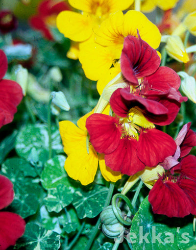 Jekka's: Nasturtium Alaska (Tropaeolum majus Alaska Series)