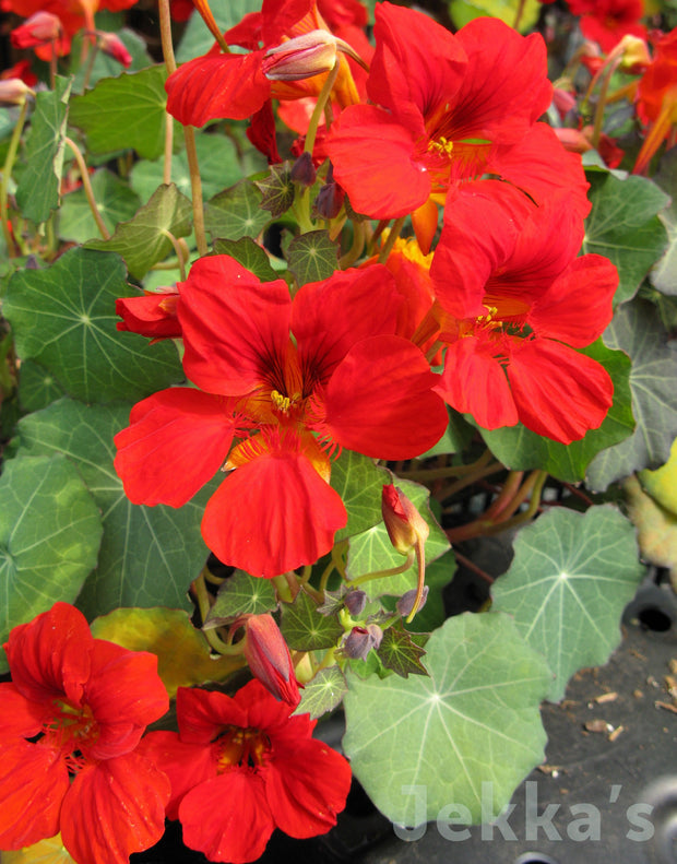 Jekka's: Nasturtium Empress of India (Tropaeolum majus 'Empress of India')