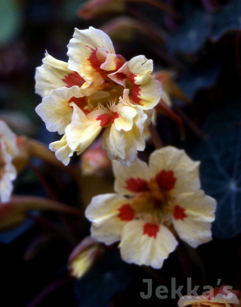 Jekkapedia: Nasturtium Peaches & Cream