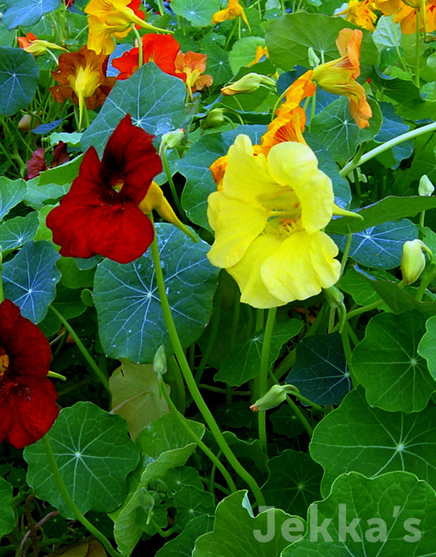 Jekka's: Nasturtium Tom Thumb (Tropaeolum majus Tom Thumb mixed)