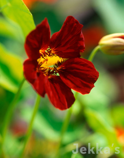 Jekkapedia: Nasturtium Black Velvet 