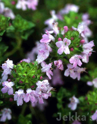 Jekka's: Comosus Thyme (Thymus 'Comosus')