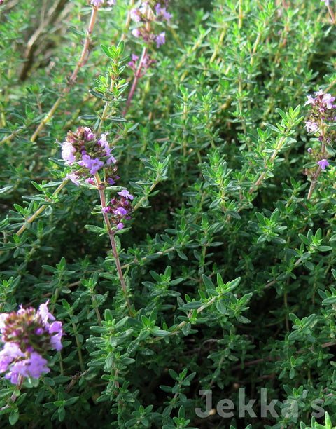 Jekka's: Jekka's Autumn Spice Thyme (Thymus 'Jekka's Autumn Spice')