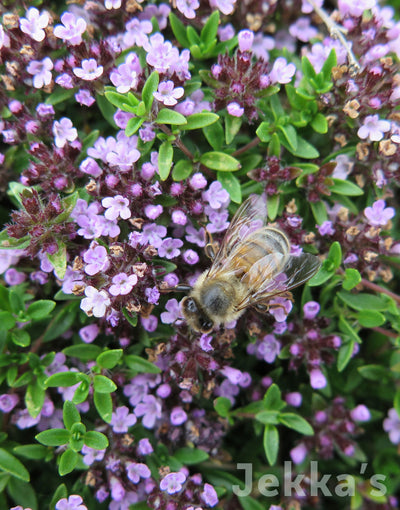 Jekkapedia: Lemon Caraway scented Thyme