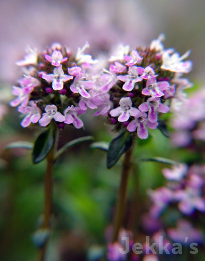 Jekka's: Jekka's Thyme (Thymus ‘Jekka’)