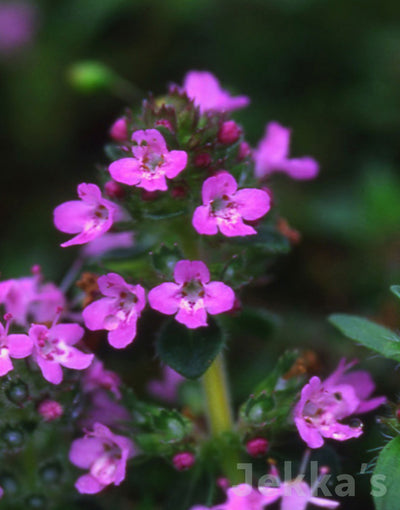 Jekkapedia: Magic Carpet Thyme