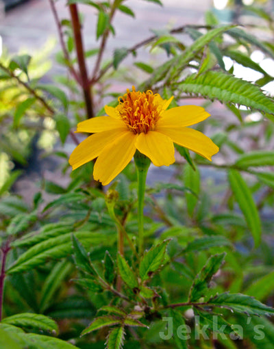 Jekkapedia: Mountain Marigold 