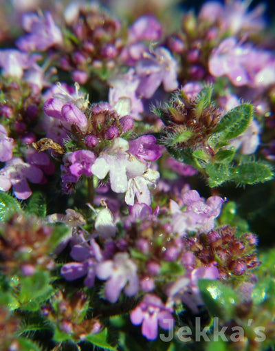 Jekka's: Dartmoor Thyme (Thymus 'Dartmoor')