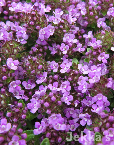 Jekka's: Mother of Thyme (Thymus 'Mother of Thyme')
