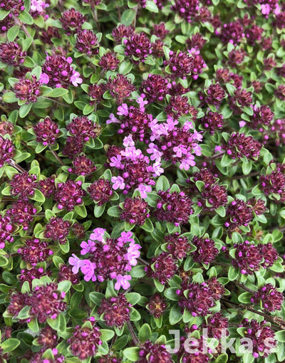 Jekkapedia: Jekka's Rosy Carpet Thyme