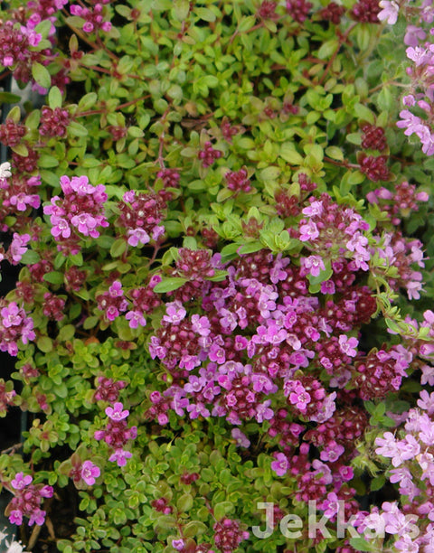 Jekka's: Highdown Red Thyme (Thymus (Coccinus Group) 'Highdown Red’)
