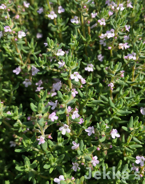 Jekka's: Italian Thyme (Thymus vulgaris 'Italian')