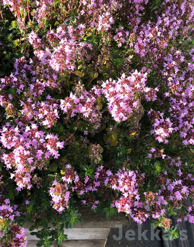 Jekkapedia: Jekka’s Autumn Pink Thyme 