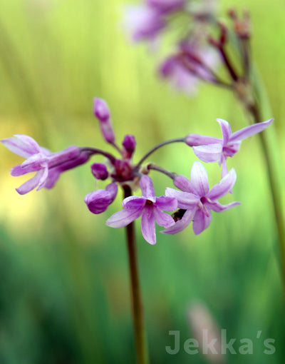 Jekka's: Society Garlic Silver Lace (Tulbaghia violacea 'Silver Lace')