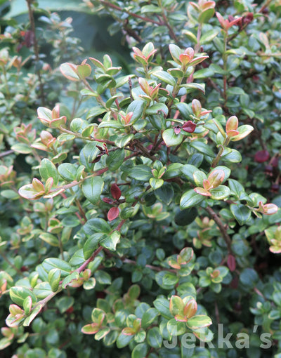 Jekkapedia: Variegated Chilean Guava