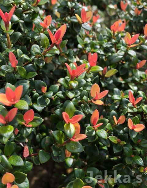 Jekkapedia: Orange Chilean Guava