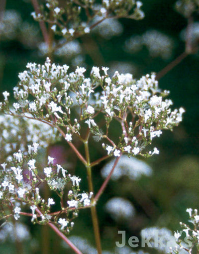 Jekkapedia: Valerian