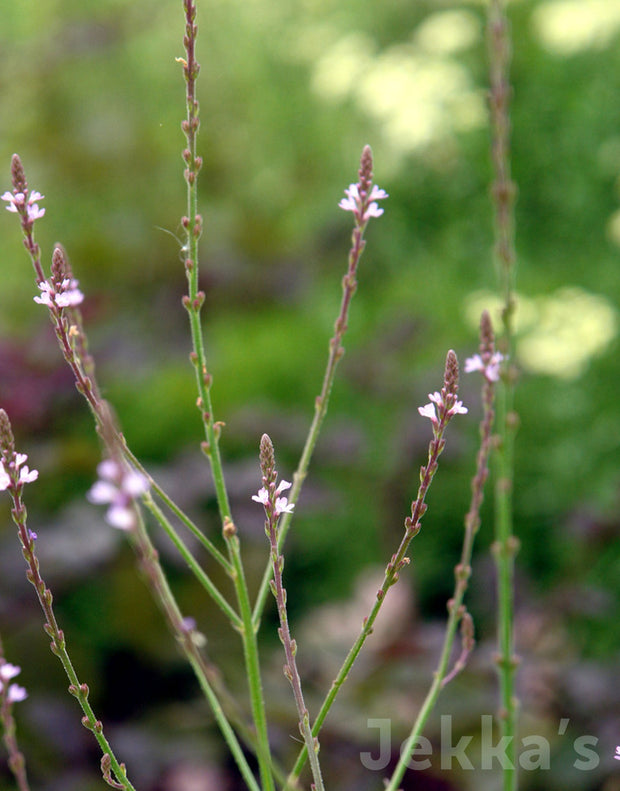 Jekka's: Vervain (Verbena officinalis )