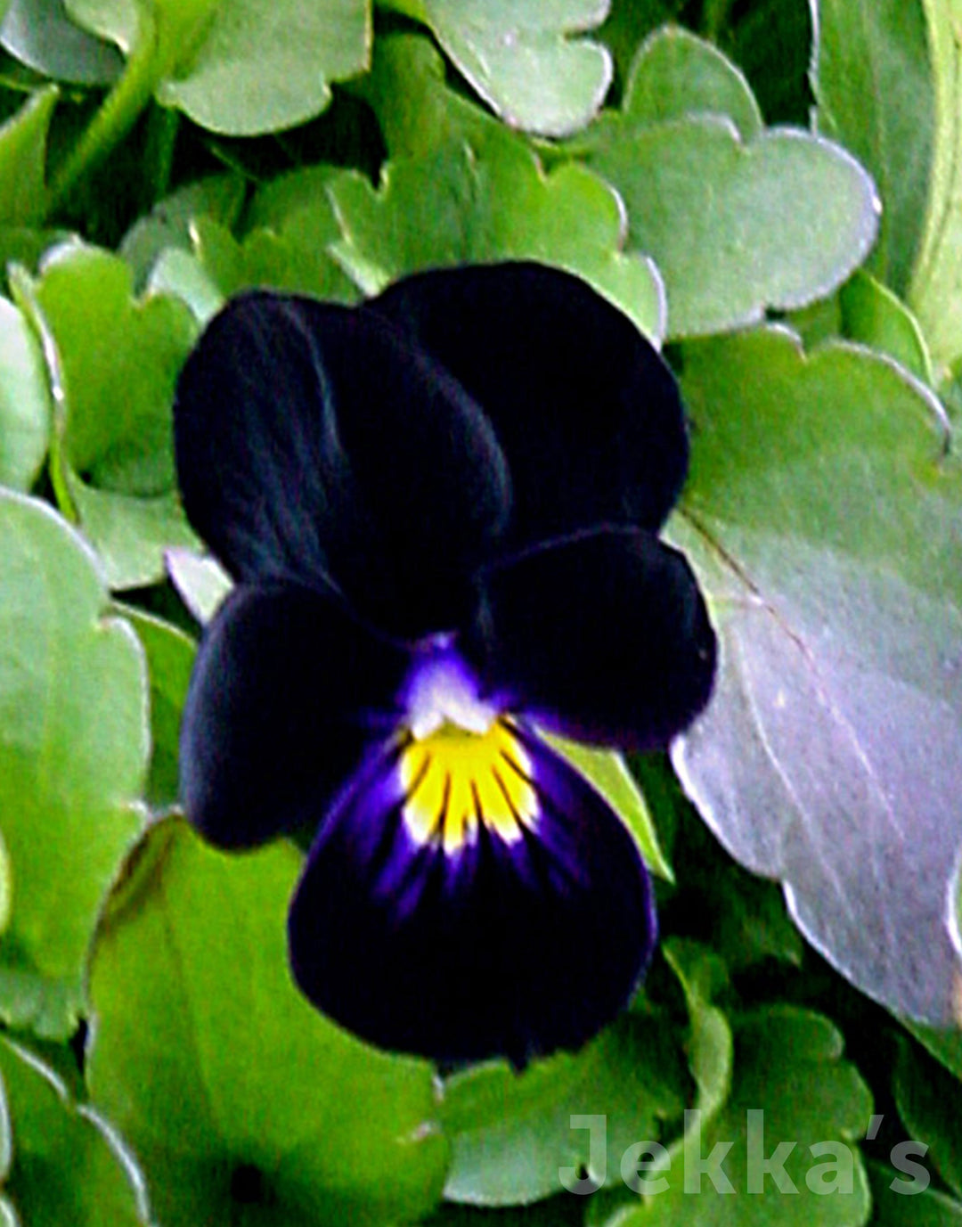 美品　SATOKA サトカ Viola Black Jekkapedia: Viola 'Back to Black' (Sawyers Black Violet) – Jekka's