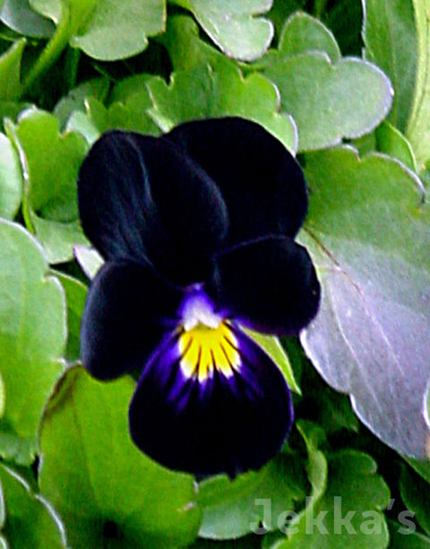 Jekka's: Sawyers Black Violet (Viola ‘Back to Black’)