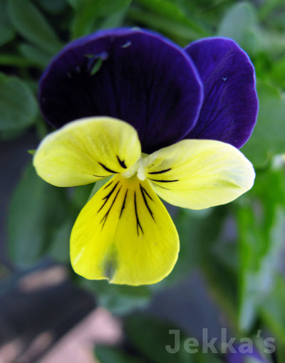 Jekka's: Heartsease (Viola tricolor)