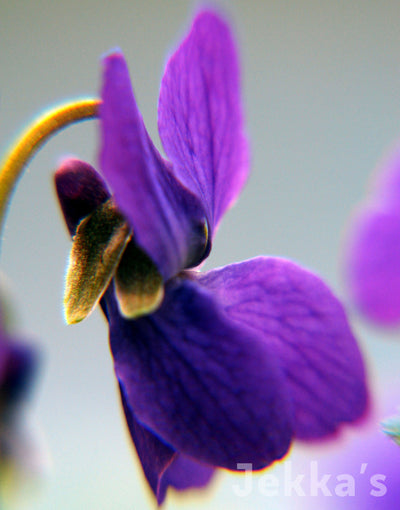 Jekka's: Sweet Violet (Viola odorata )