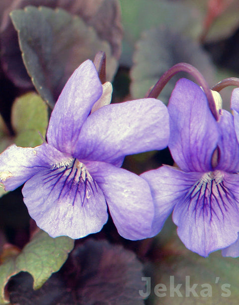 Jekka's: Dog Violet (Viola riviniana)