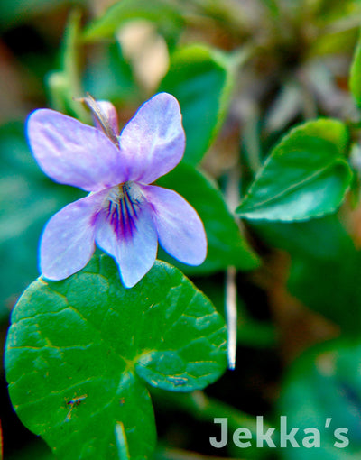 Jekka's: Common dog violet (Viola riviniana Purpurea Group )