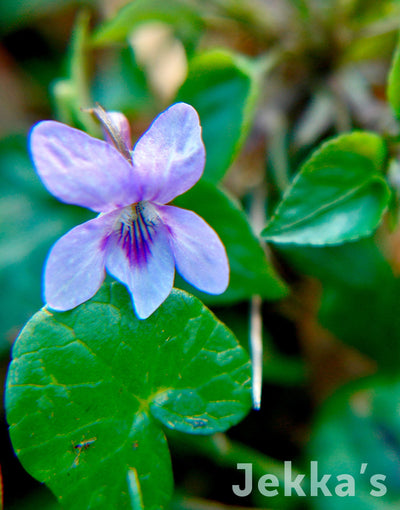 Jekka's: Common dog violet (Viola riviniana Purpurea Group )