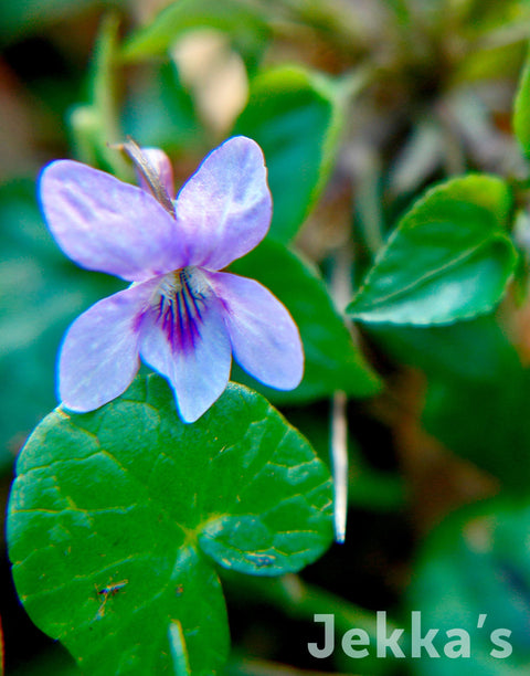 Jekka's: Common dog violet (Viola riviniana Purpurea Group )
