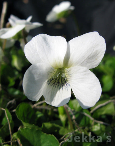 Jekka's: White Violet (Viola soraria ‘Albiflora’)