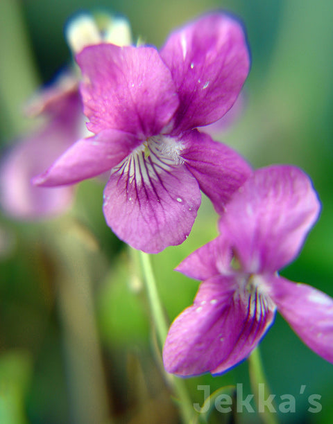Jekka's: Pink Dog Violet (Viola riviniana ‘Rosea’)