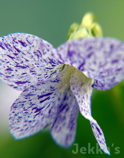 Jekka's: Freckles Violet (Viola soraria 'Freckles')