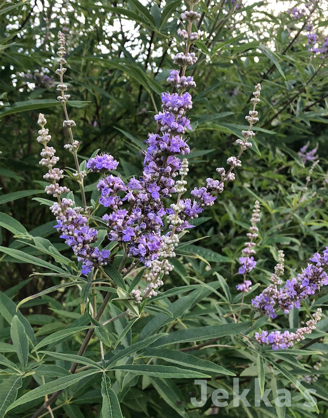 Jekkapedia: Vitex agnus-castus (Chaste Tree) – Jekka's