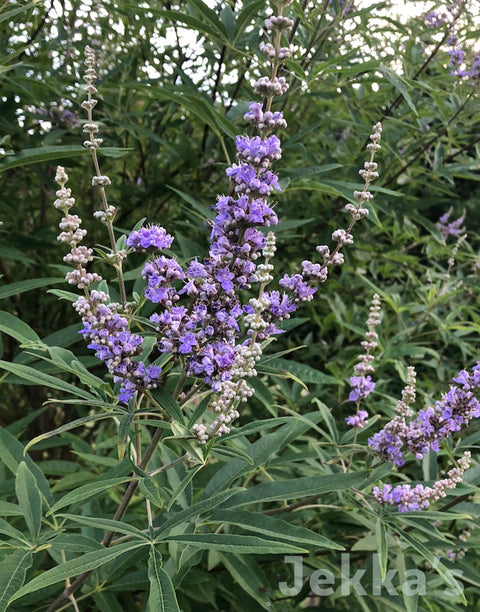 Jekka's: Chaste Tree (Vitex agnus-castus)