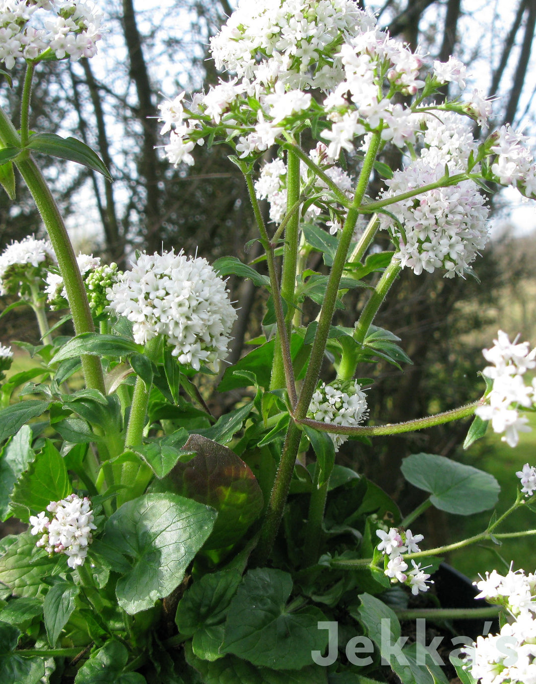 indoor valerian plant Jekkapedia: Valeriana jatamansii (Indian Valerian) – Jekka's