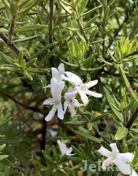 Jekka's: Australian Rosemary (Westringia fruticosa)