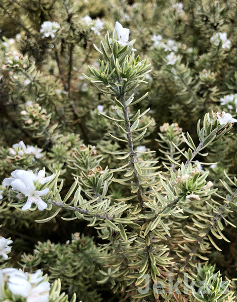 Jekka's: Variegated Australian Rosemary (Westringia fruticosa ‘Variegata’)