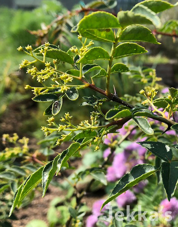 Jekka's: Japanese Szechuan Pepper (Zanthoxylum piperitum)