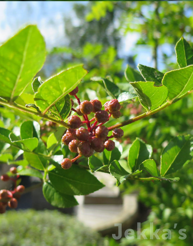 Jekka's: Chinese Szechuan Pepper (Zanthoxylum simulans)