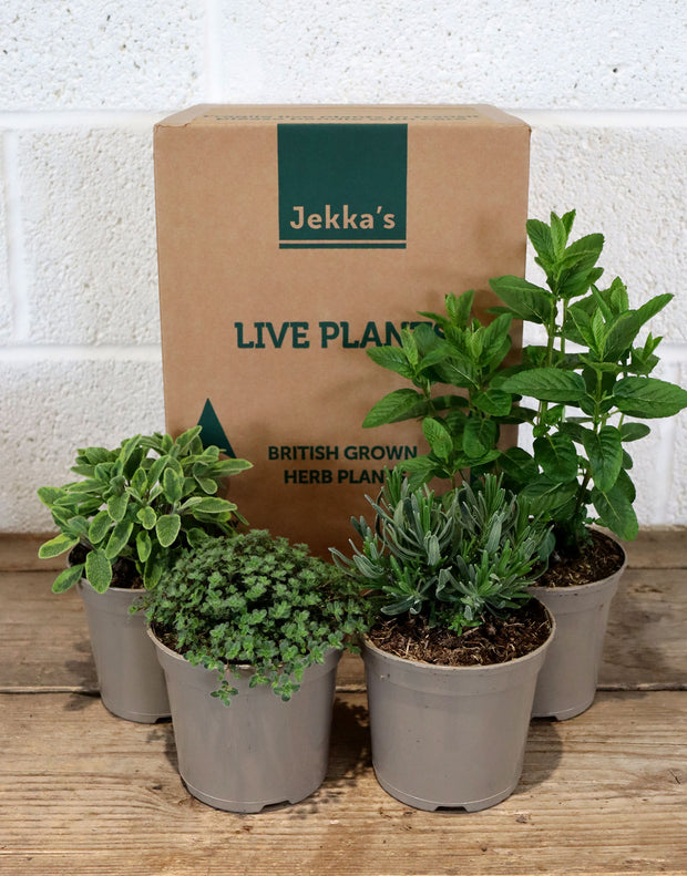 Jekka's Easter Perennial Collection - 4 * 1 Ltr Herb Plants