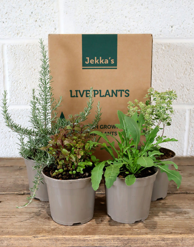 Jekka's Summer Culinary Collection - 4 * 1 Ltr Herb Plants