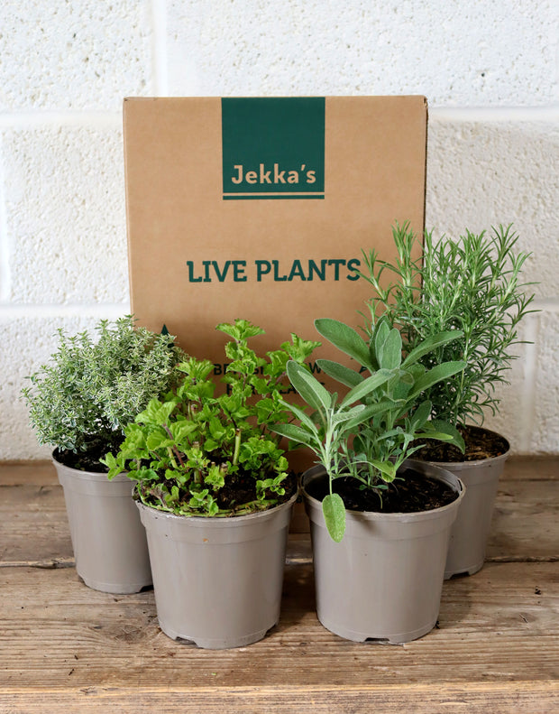Jekka's Summer Essentials Collection - 4 * 1 Ltr Herb Plants