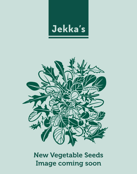 Jekkapedia: Red Chicory (Cichorium intybus 'Palla Rossa')