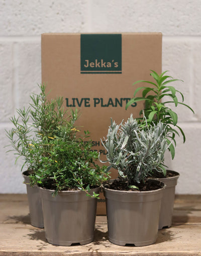 Jekka's Winter Culinary Collection - 4 * 1 Ltr Herb Plants