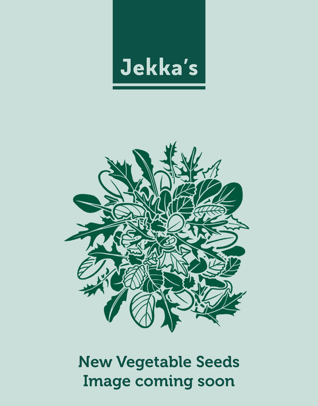 Jekka's: Green Chicory (Cichorium intybus 'Italiko Rosso')